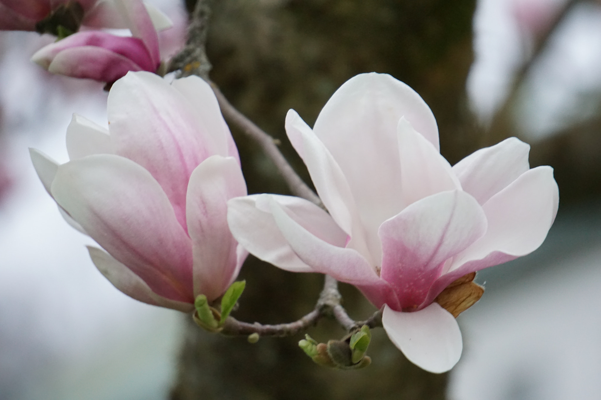 Sony E 55-210mm F4.5-6.3 OSS sample photo. Magnolie photography
