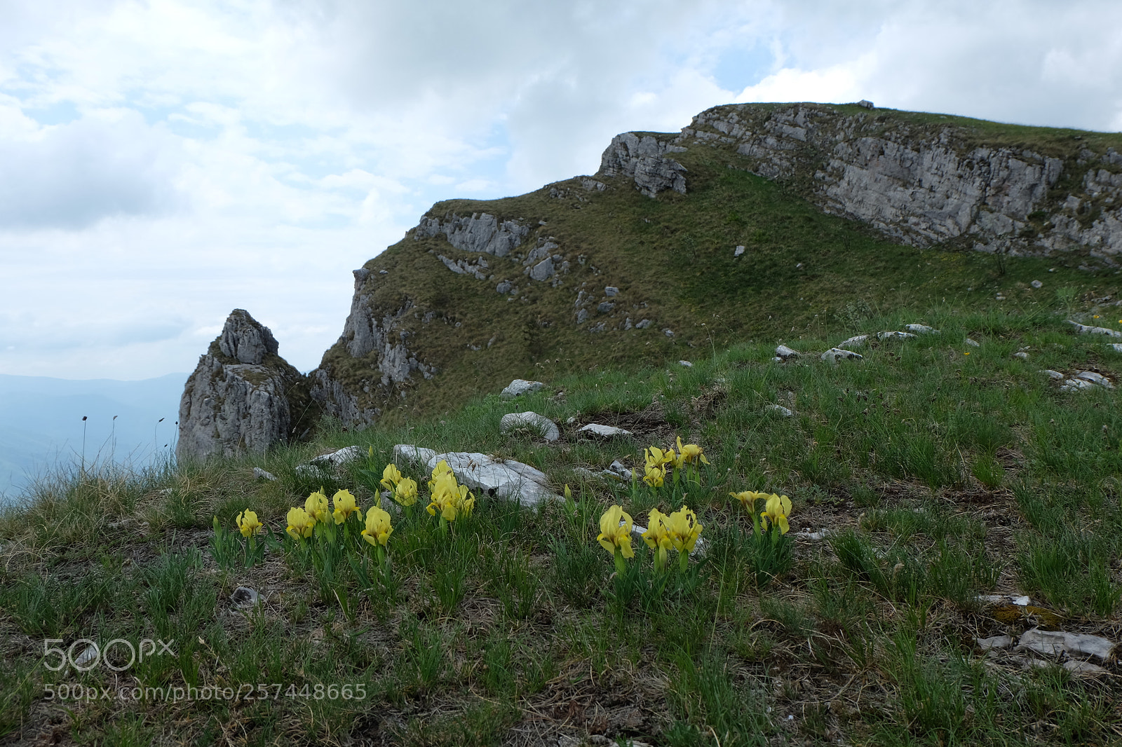 Fujifilm X-M1 sample photo. Mountain flowers photography