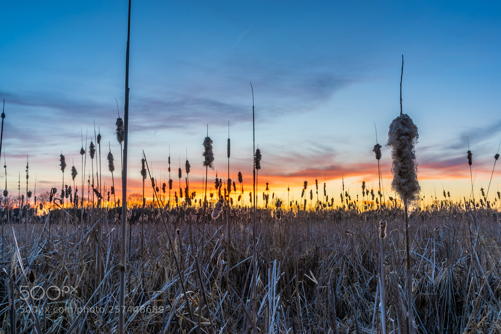 Sony a7 II sample photo. Down in the weeds photography