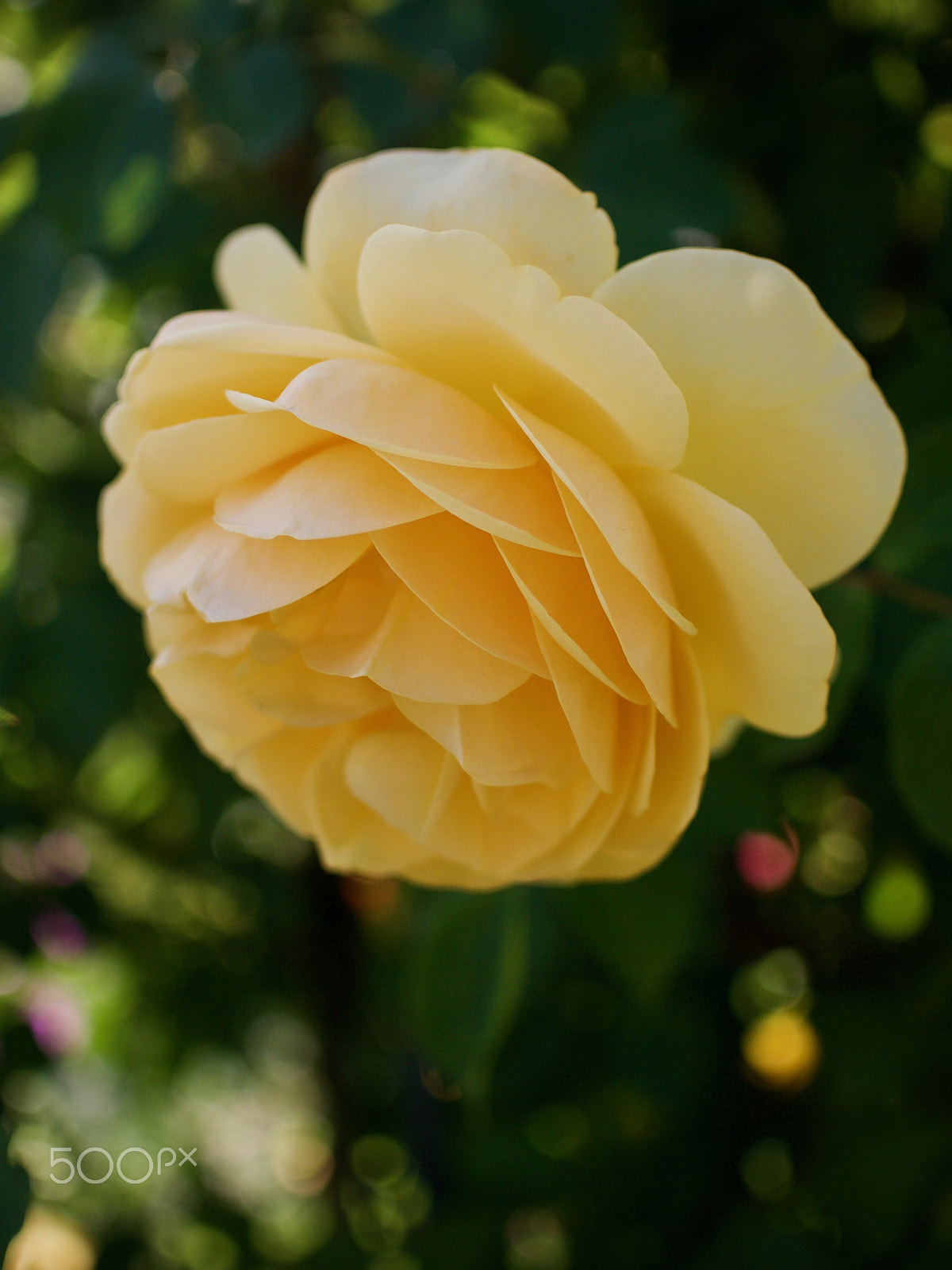 Nikon 1 J2 sample photo. Yellow rose photography