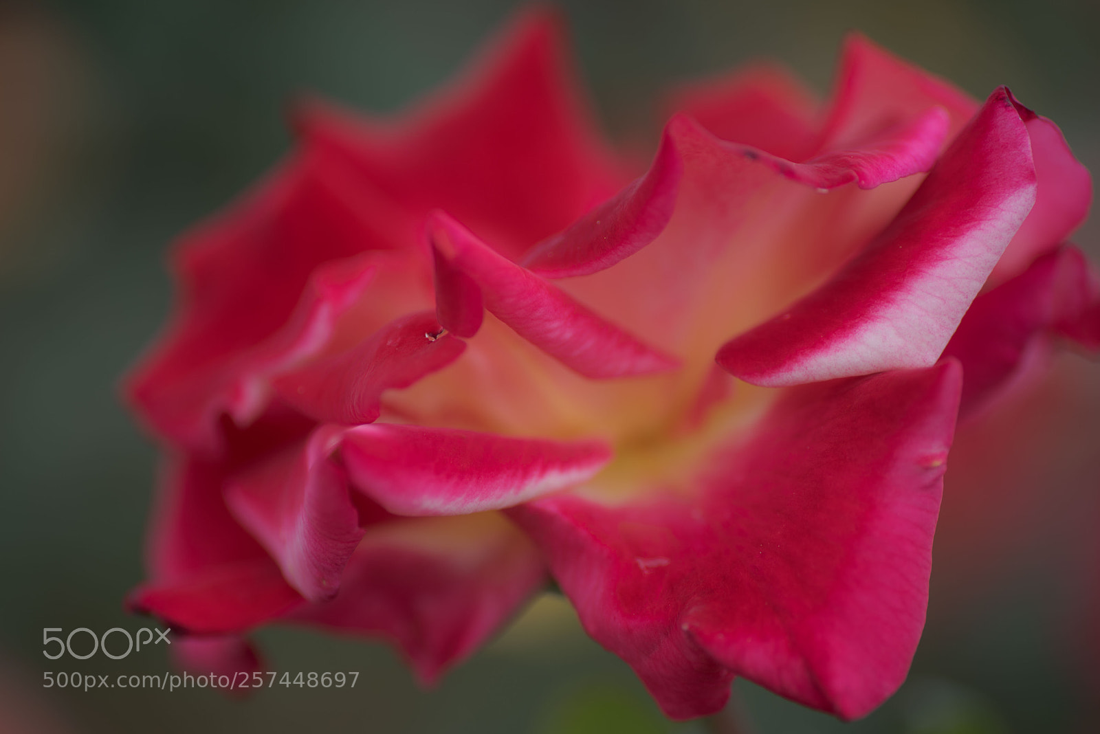 Nikon D750 sample photo. Closeup rose photography