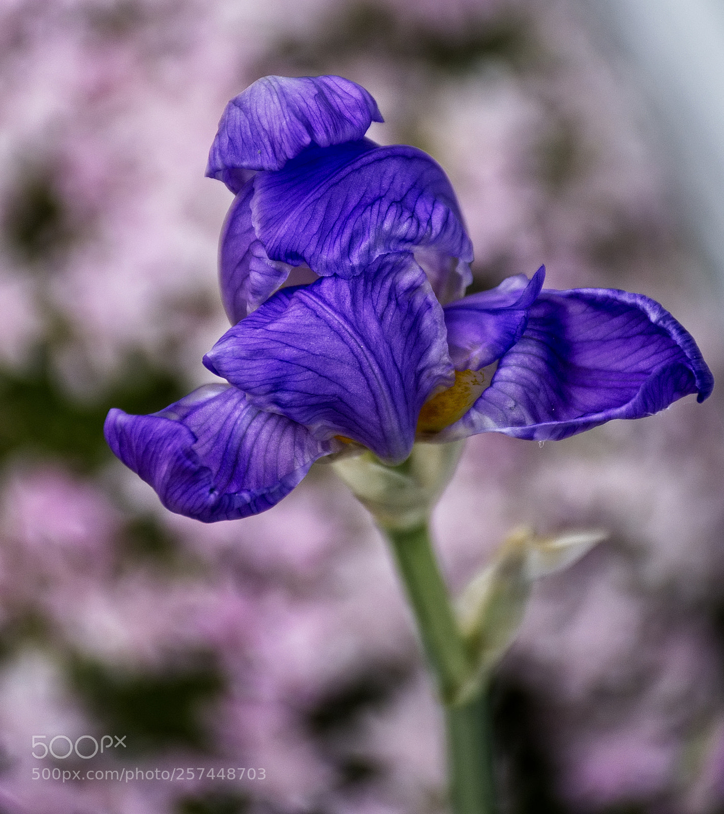 Nikon D7200 sample photo. Emerging iris photography