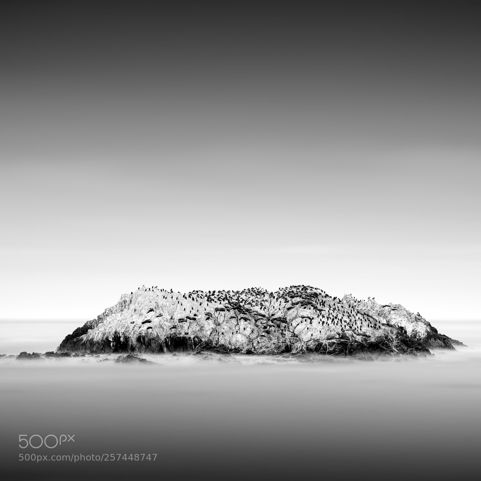 Canon EOS 5DS R sample photo. Bird rock photography