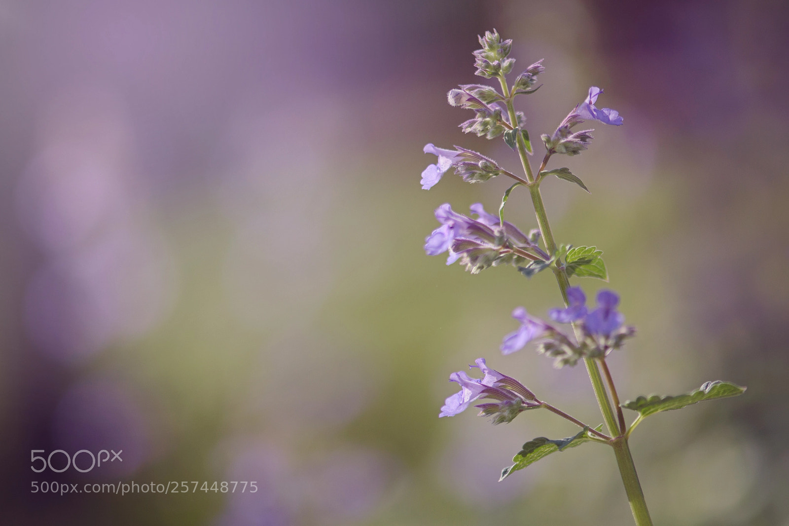 Nikon D5500 sample photo. Catmint blooms photography