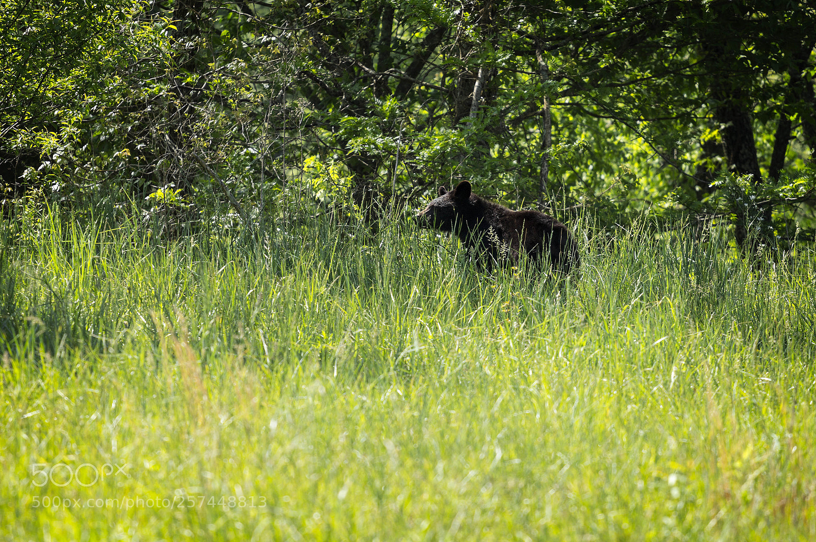 Canon EOS 600D (Rebel EOS T3i / EOS Kiss X5) sample photo. Cove bear photography