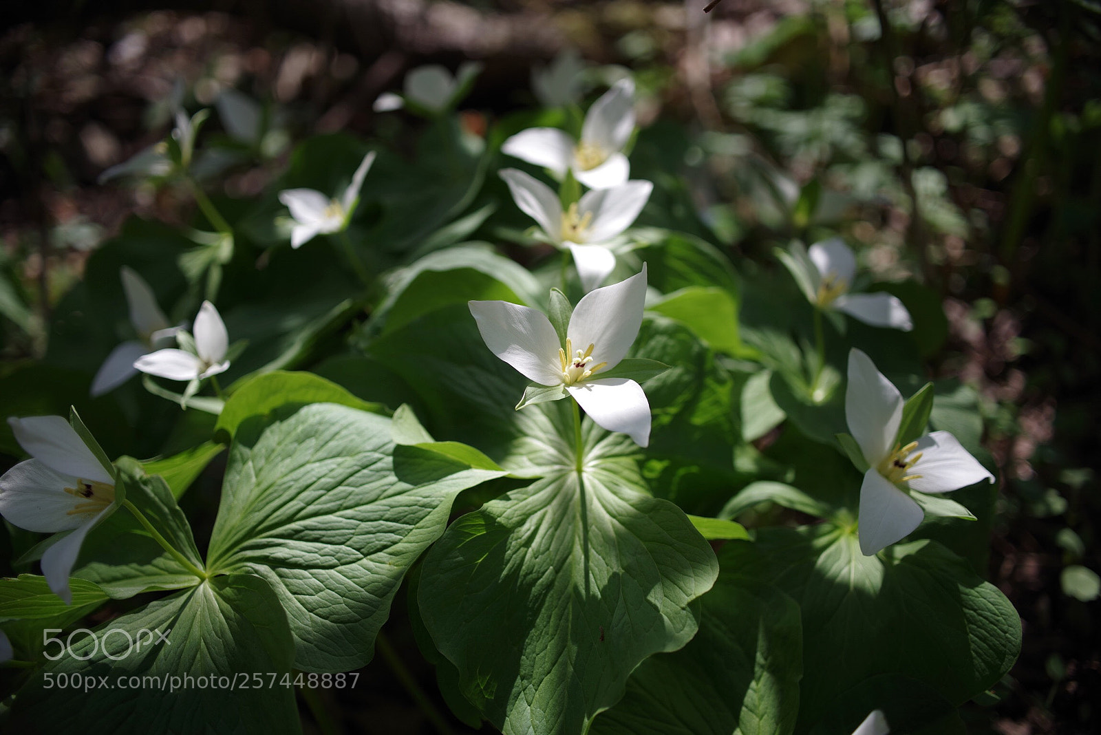 Pentax K-1 sample photo. Trillium photography