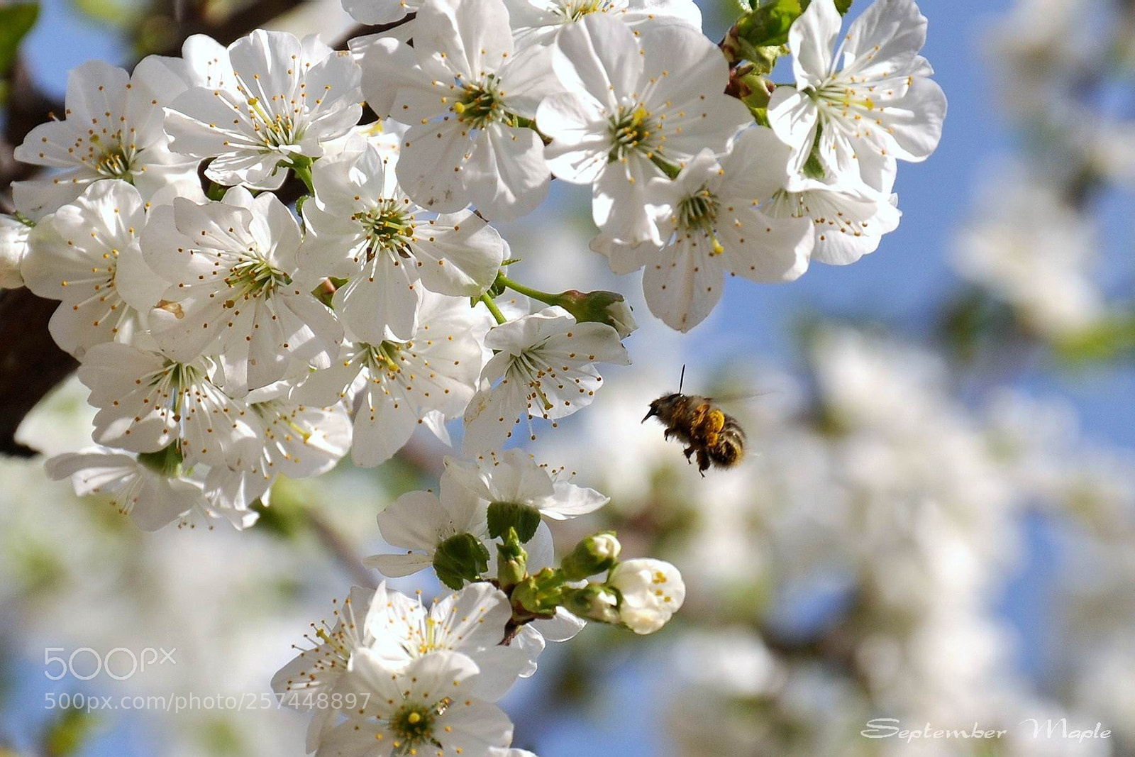 Nikon D90 sample photo. 樱桃花 2 photography