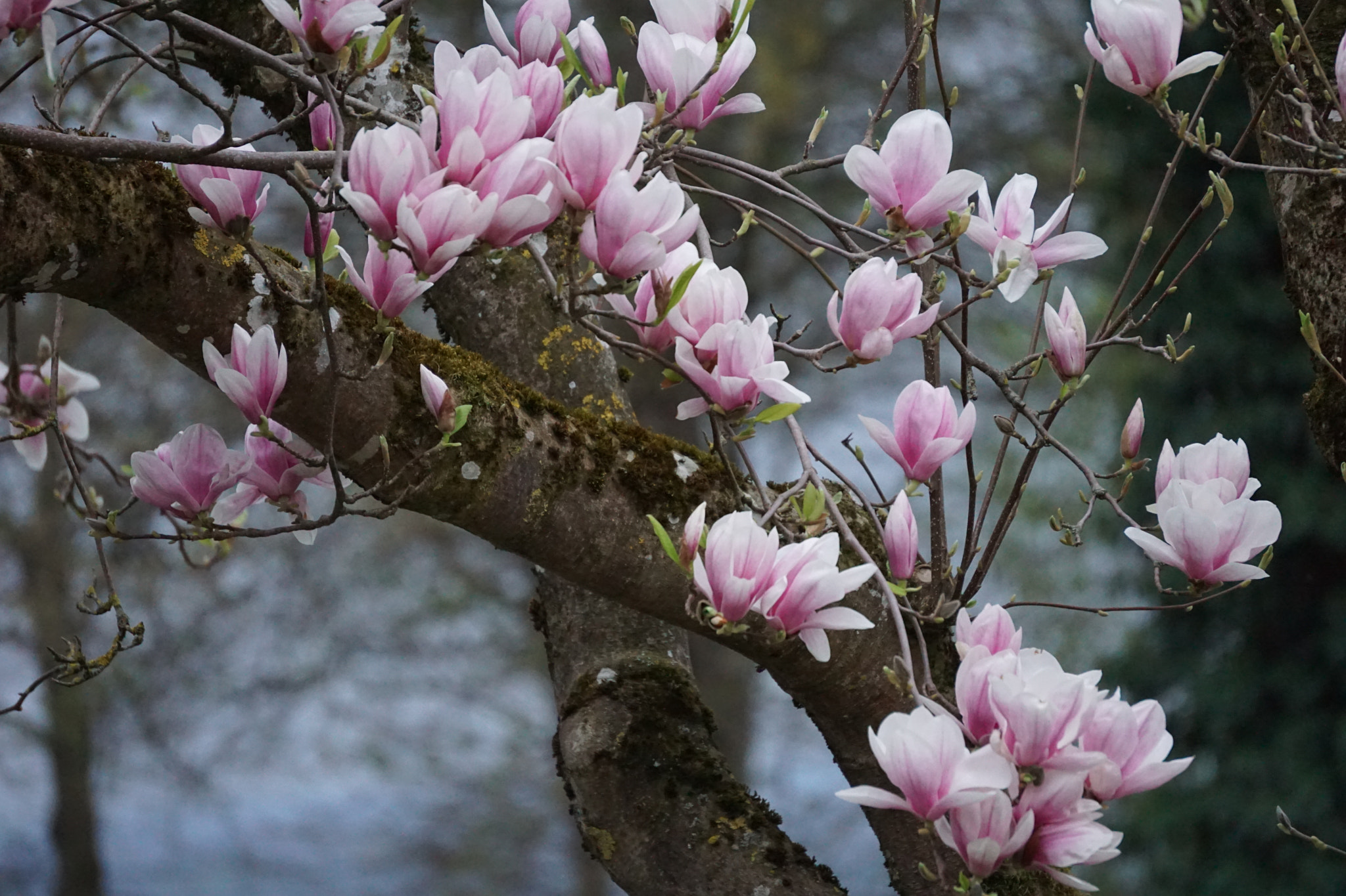 Sony E 55-210mm F4.5-6.3 OSS sample photo. Magnolienblüten photography