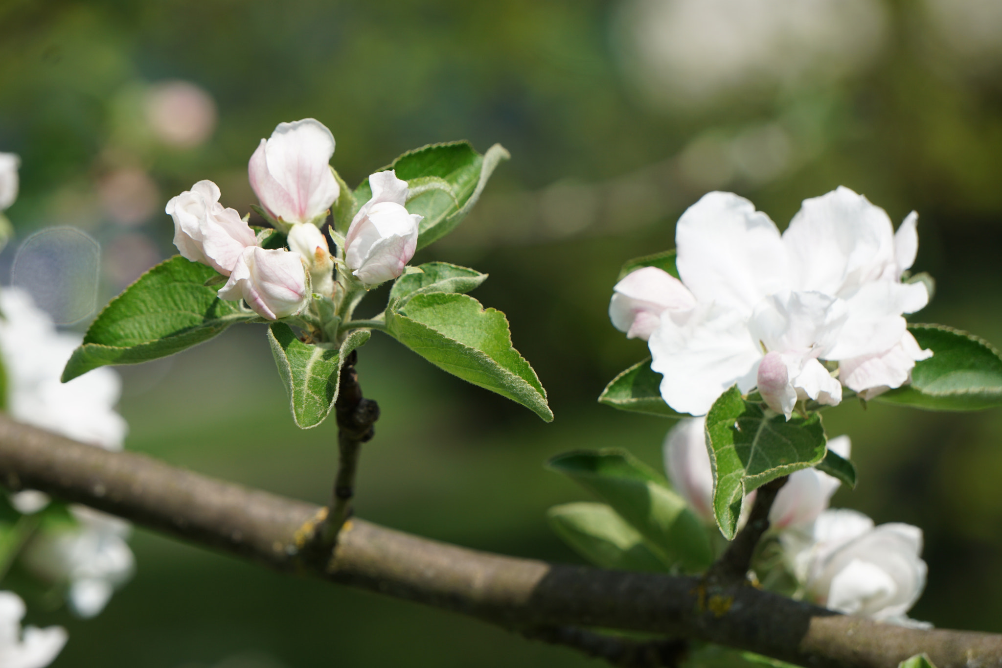 Sony FE 24-240mm F3.5-6.3 OSS sample photo. Blooming photography