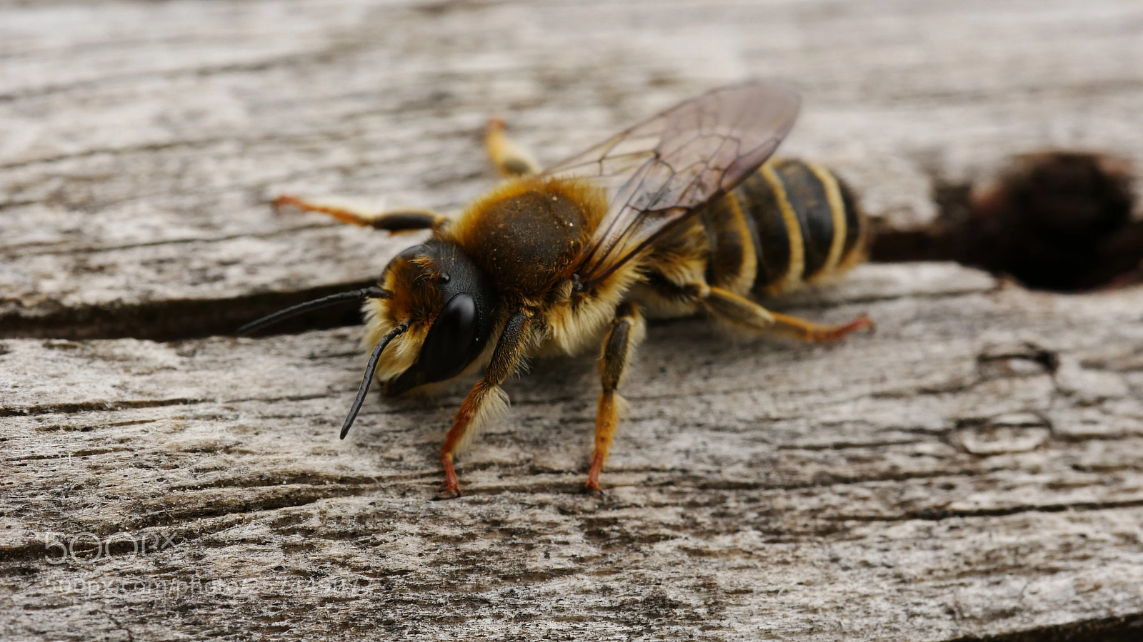 Panasonic Lumix DMC-GX85 (Lumix DMC-GX80 / Lumix DMC-GX7 Mark II) sample photo. Bee photography