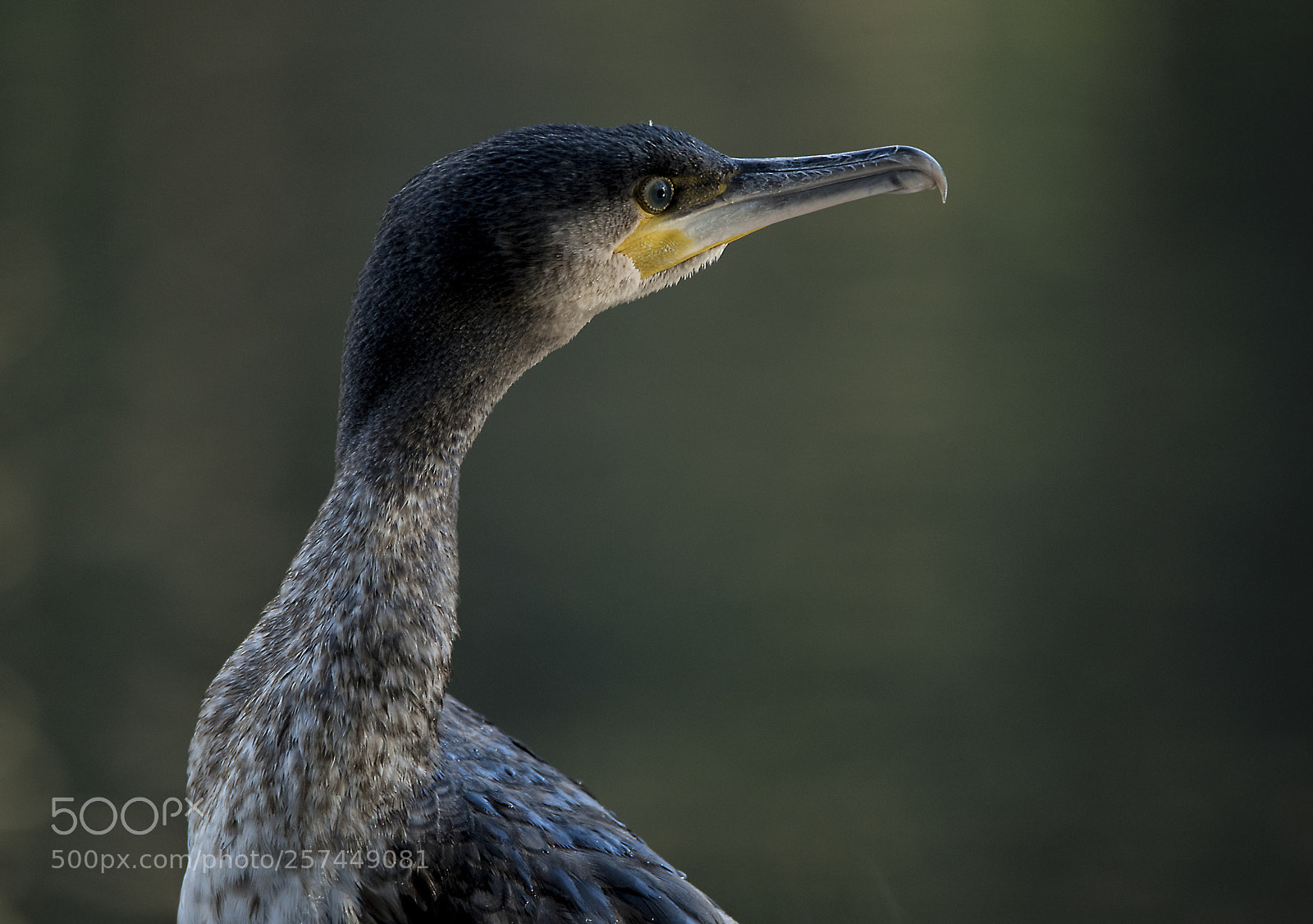Nikon D750 sample photo. Portrait of a cormorant photography