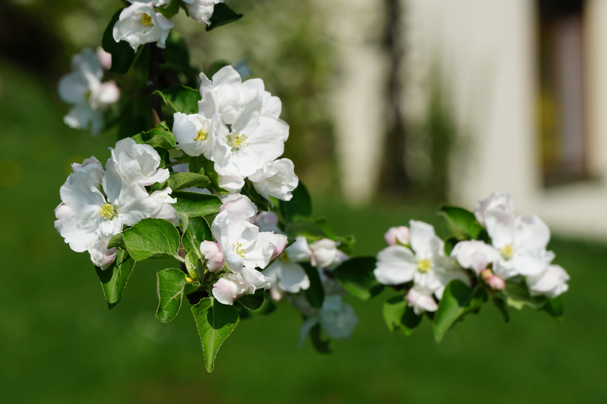 Sony FE 24-240mm F3.5-6.3 OSS sample photo. Bloom photography