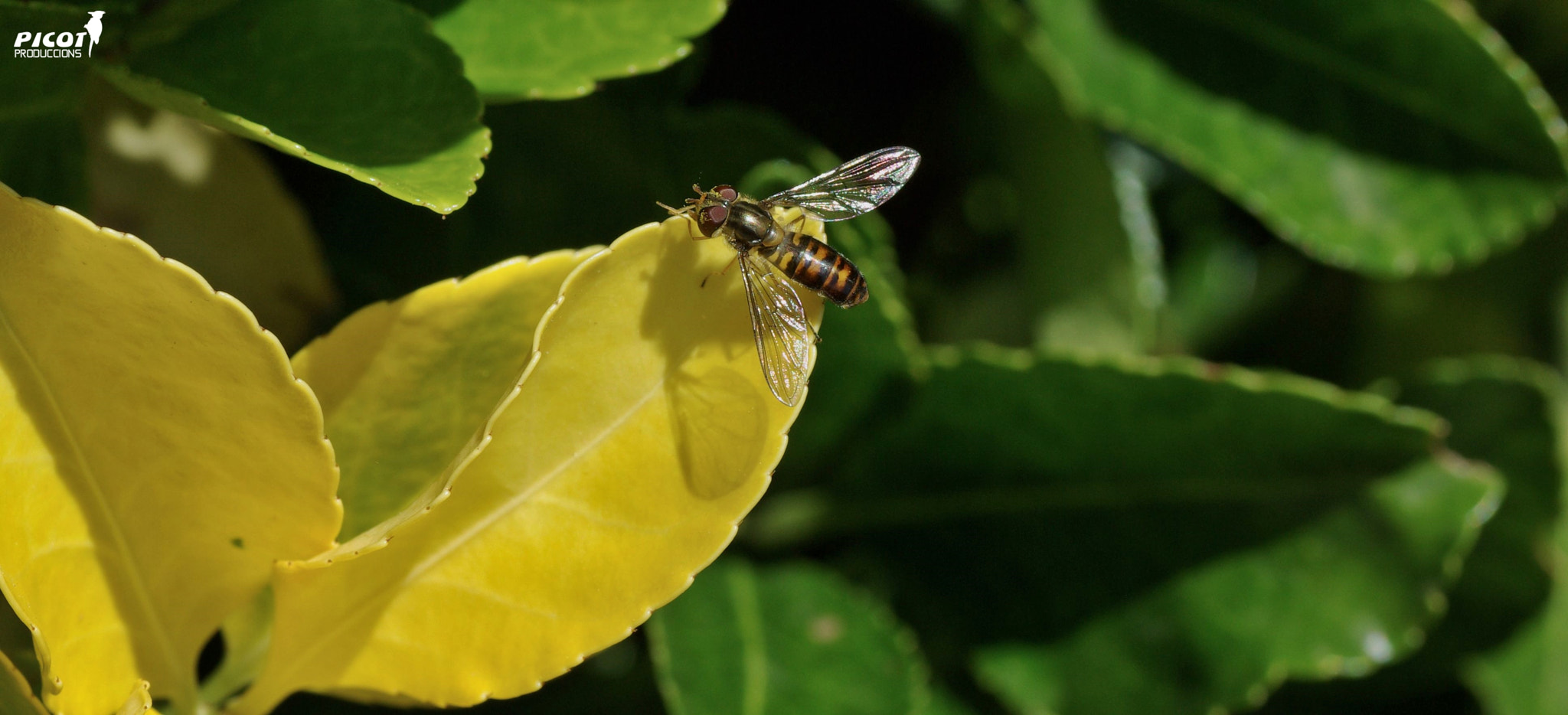 Pentax K10D + Tamron SP AF 90mm F2.8 Di Macro sample photo. Volant lliure....... photography