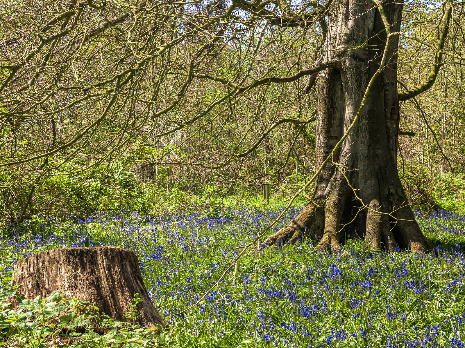 Canon EOS 50D sample photo. Bluebells photography