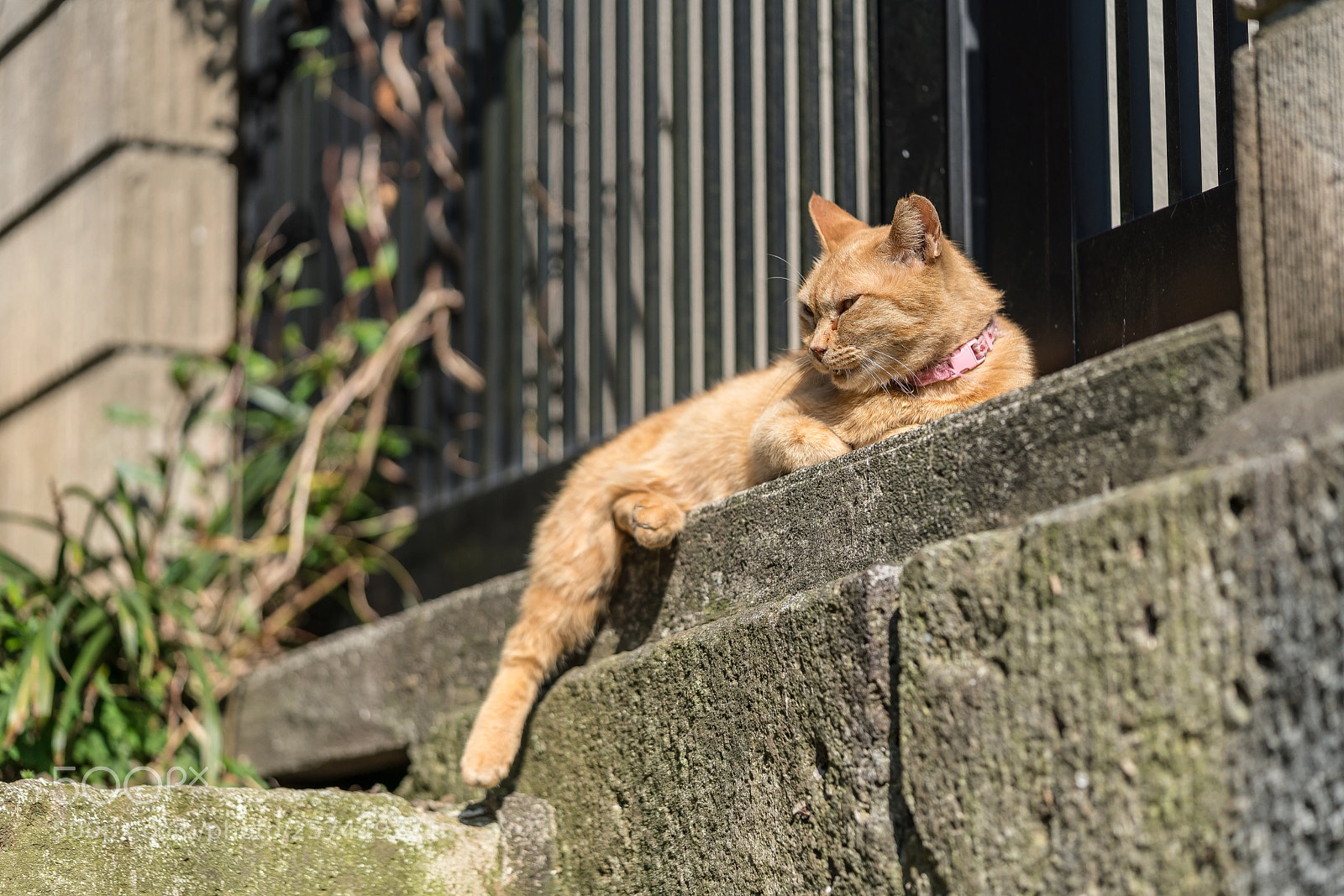 Sony a7R III sample photo. Cats are free photography