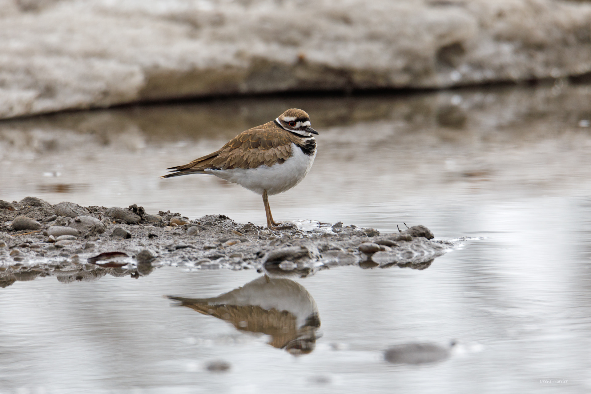 Canon EOS sample photo. Killdeer reflection photography