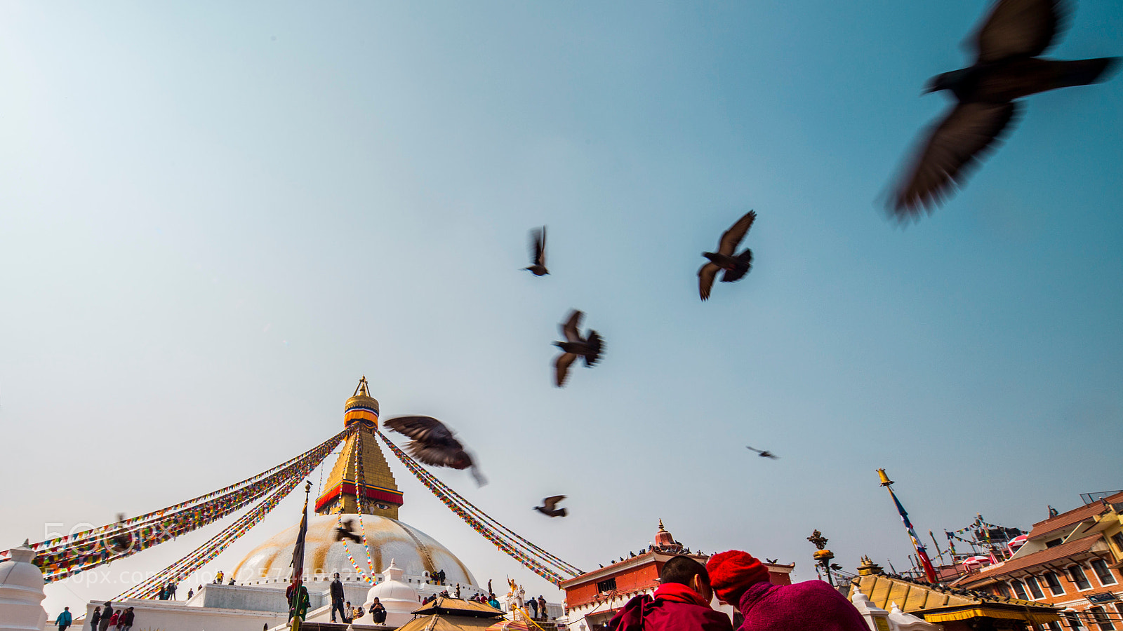 Canon EOS 6D sample photo. Pigeon photography