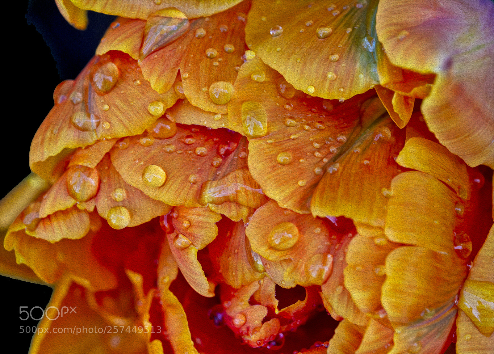 Canon EOS 7D sample photo. Tulip after the rain photography