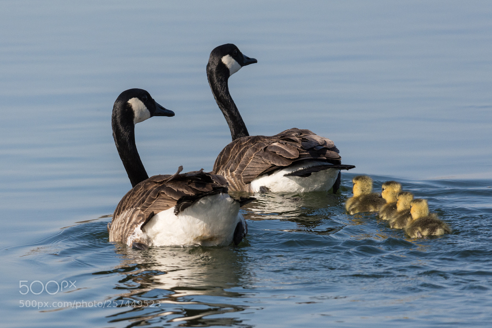 Nikon D7100 sample photo. The family photography