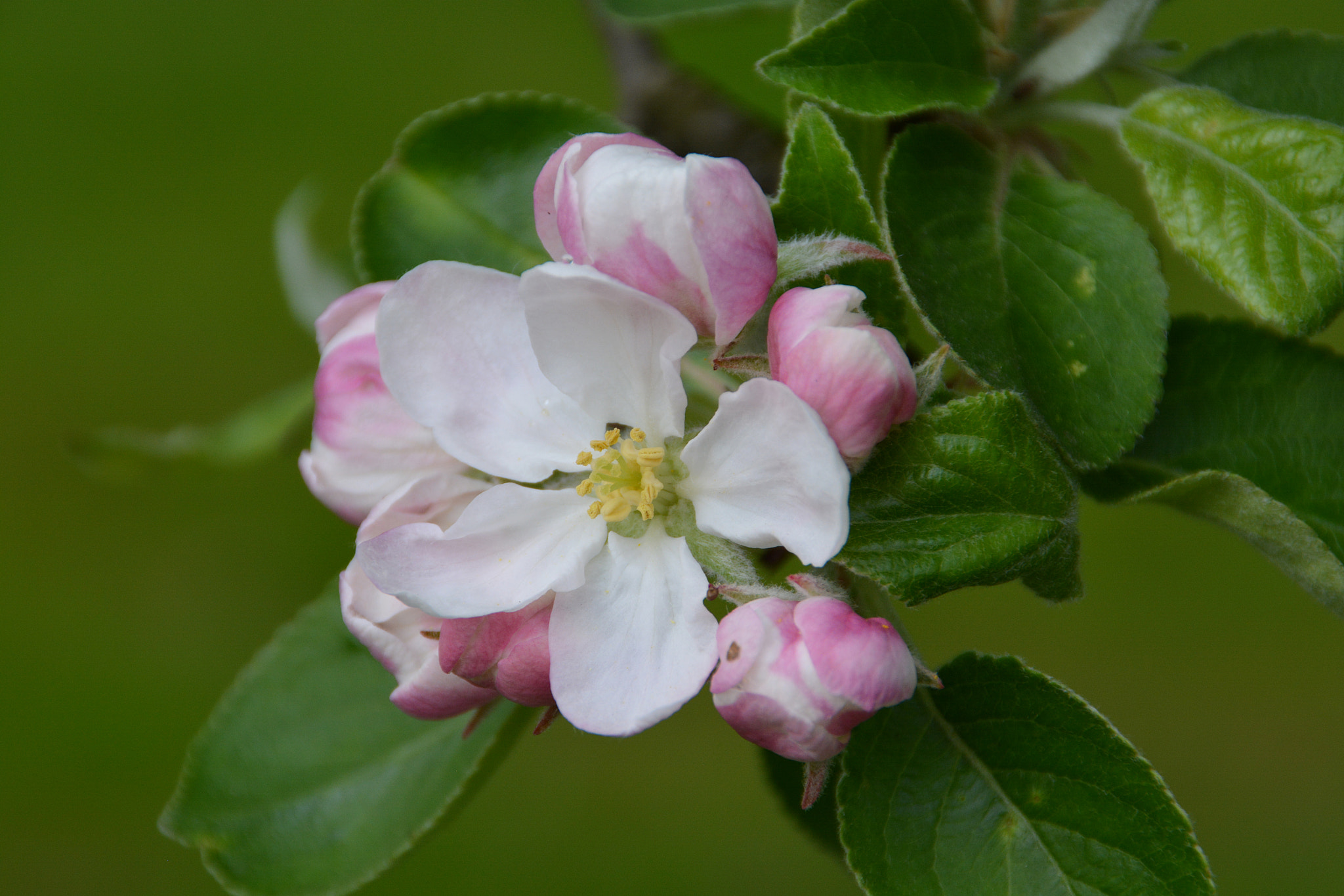 Nikon D5200 sample photo. Dsc photography