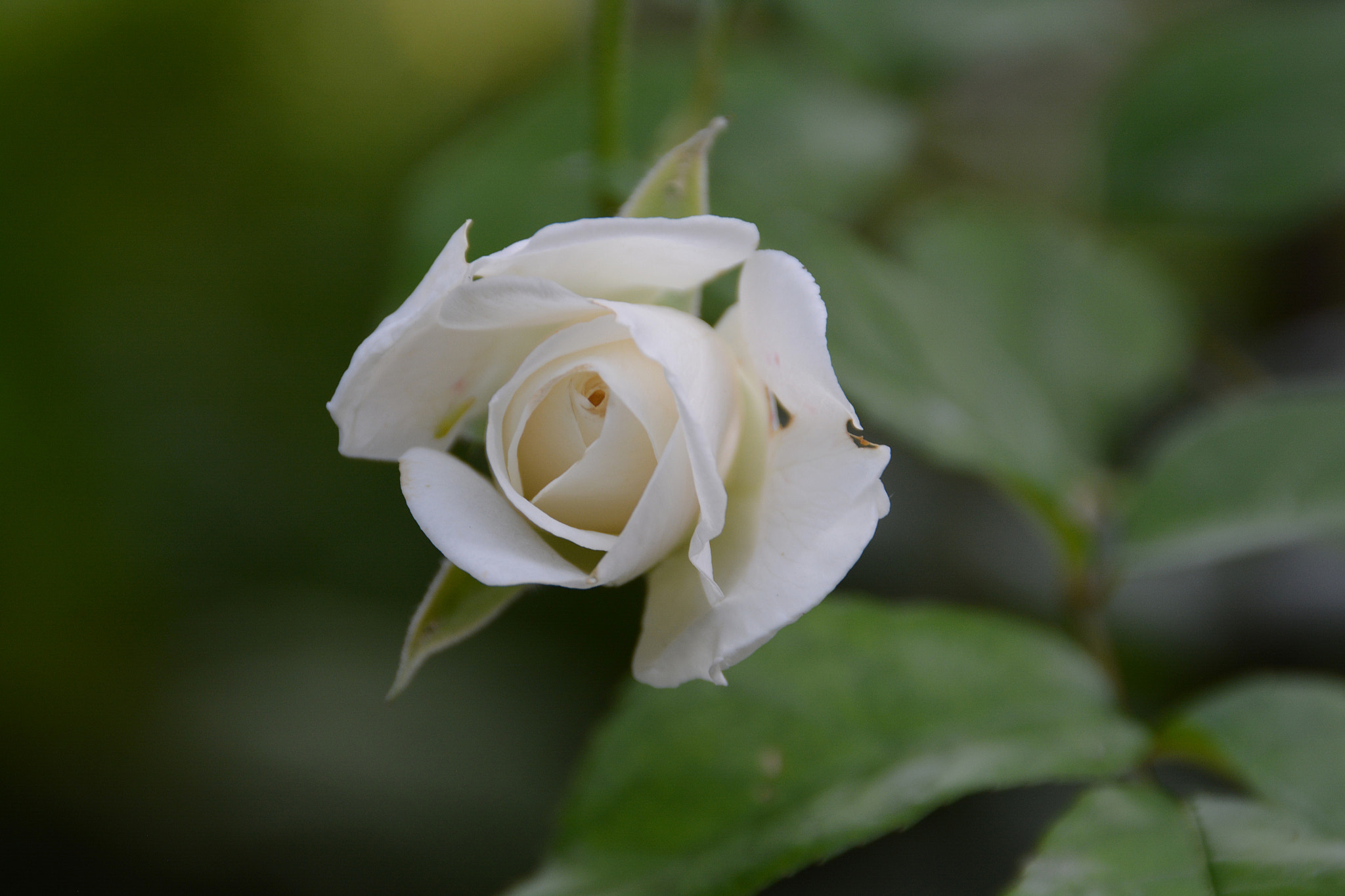Nikon D5200 sample photo. A photography