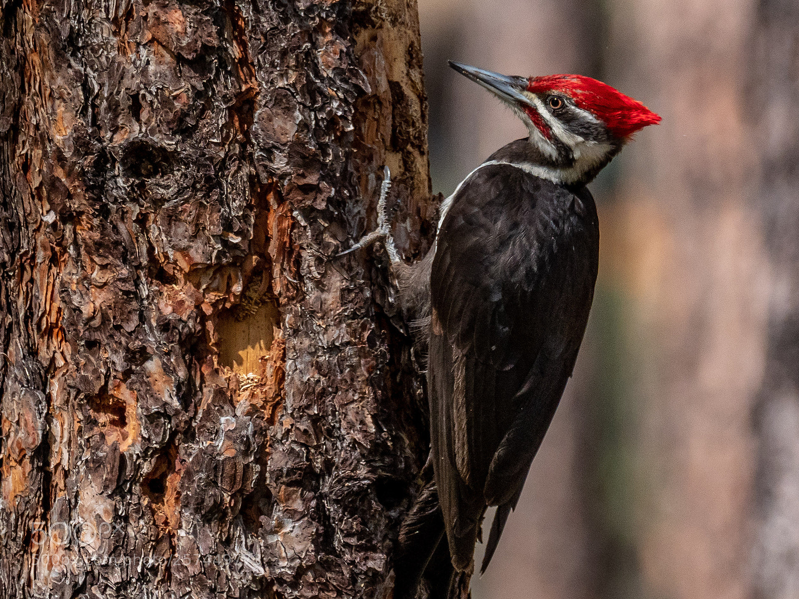 Olympus OM-D E-M1 Mark II sample photo. Woodpecker photography