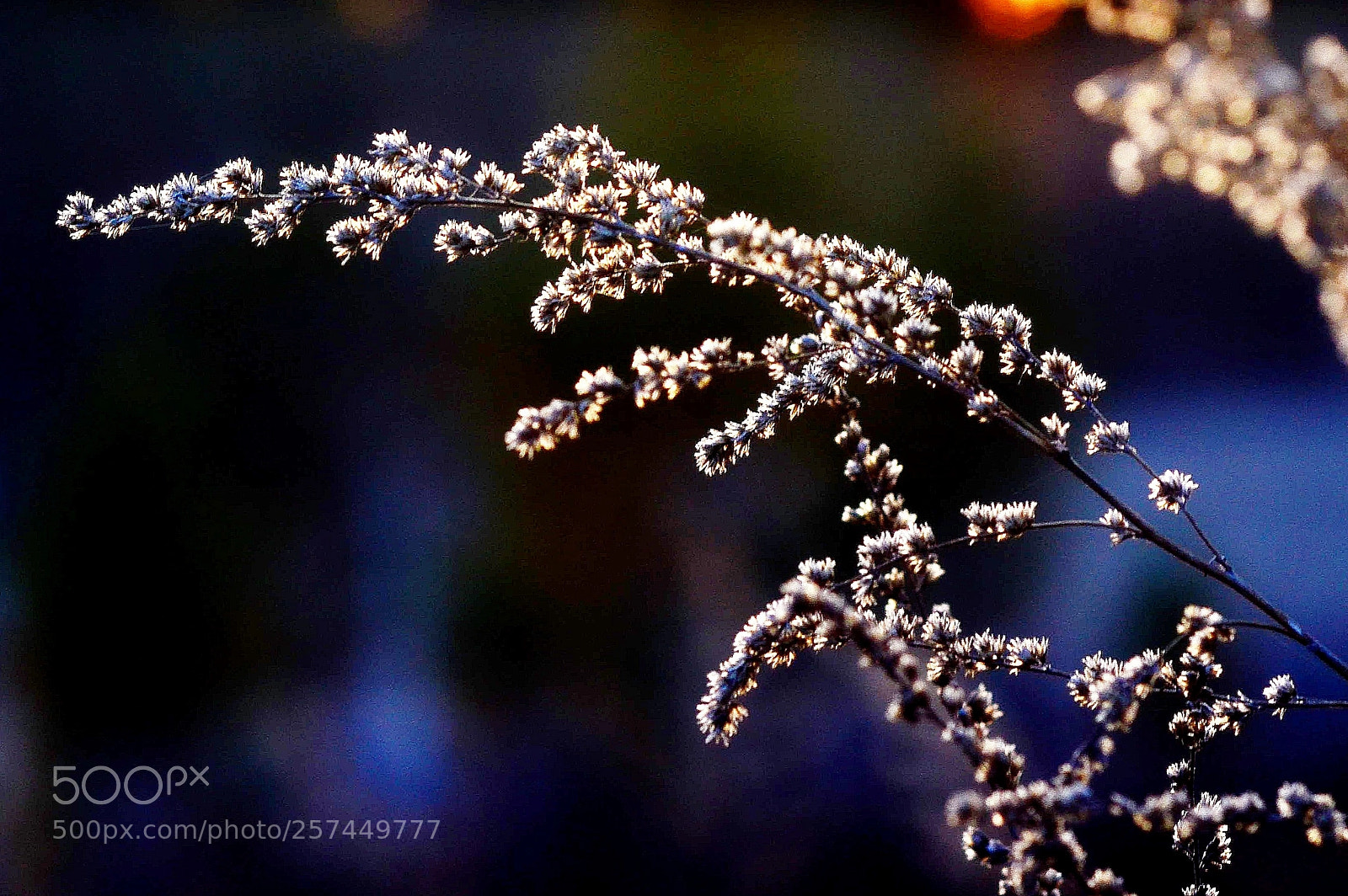 Nikon D7000 sample photo. Сибирская мимоза photography