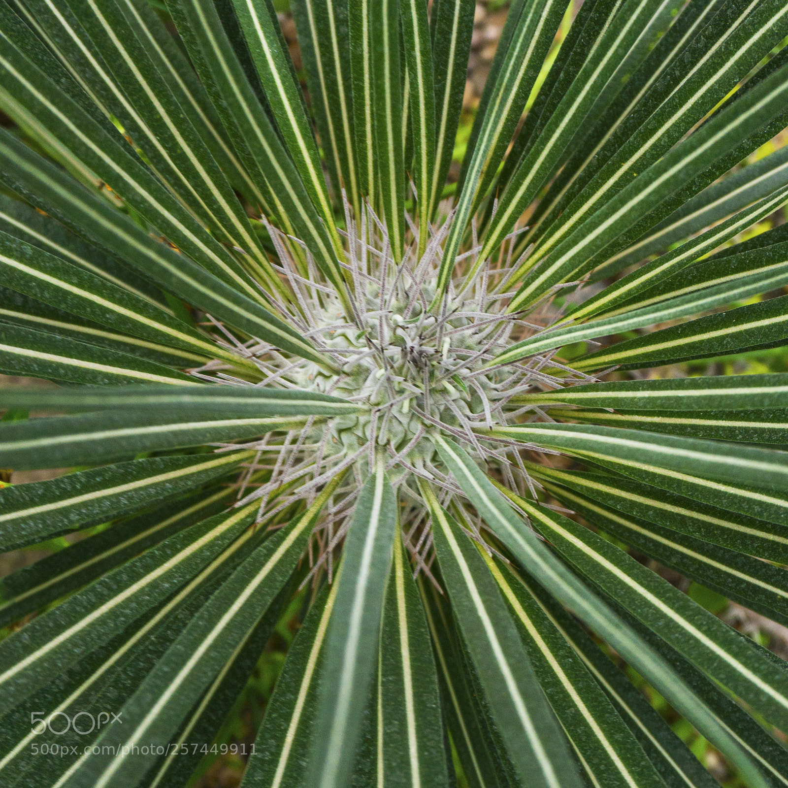 Sony a6300 sample photo. Close up of globe photography