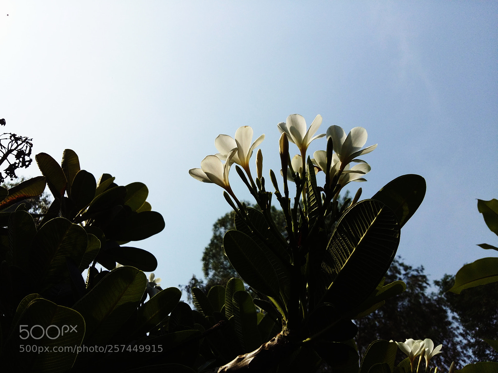 Samsung Galaxy A5 sample photo. Untitled photography