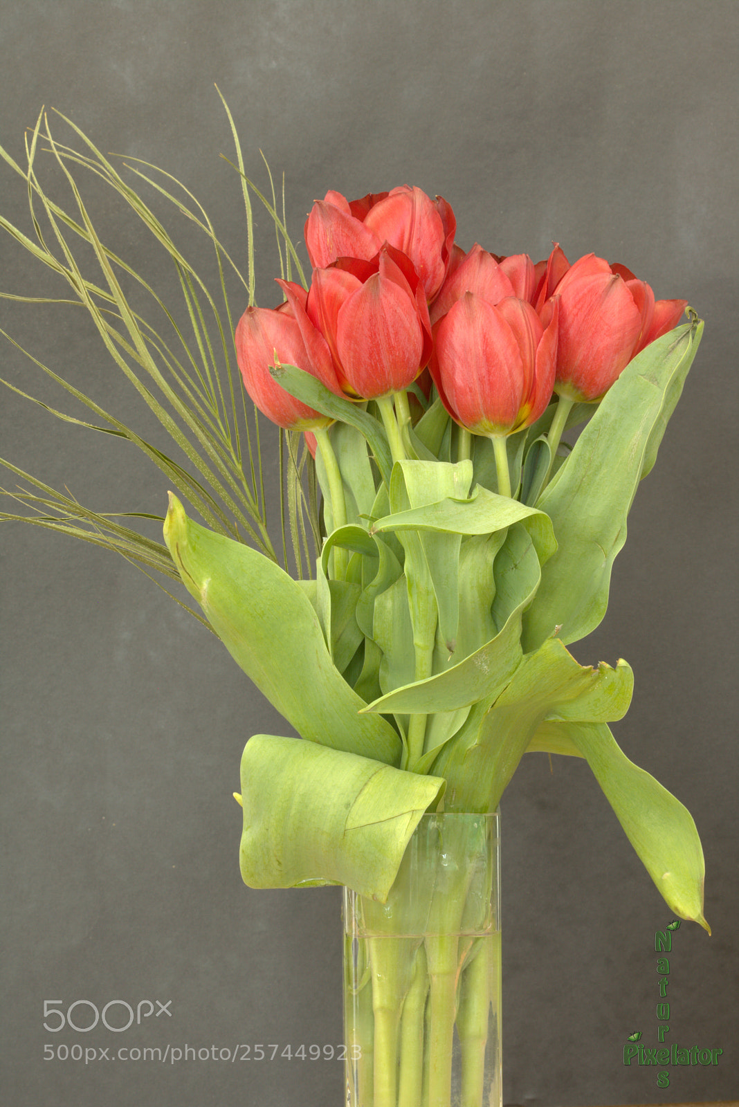 Canon EOS 750D (EOS Rebel T6i / EOS Kiss X8i) sample photo. Full display of red photography