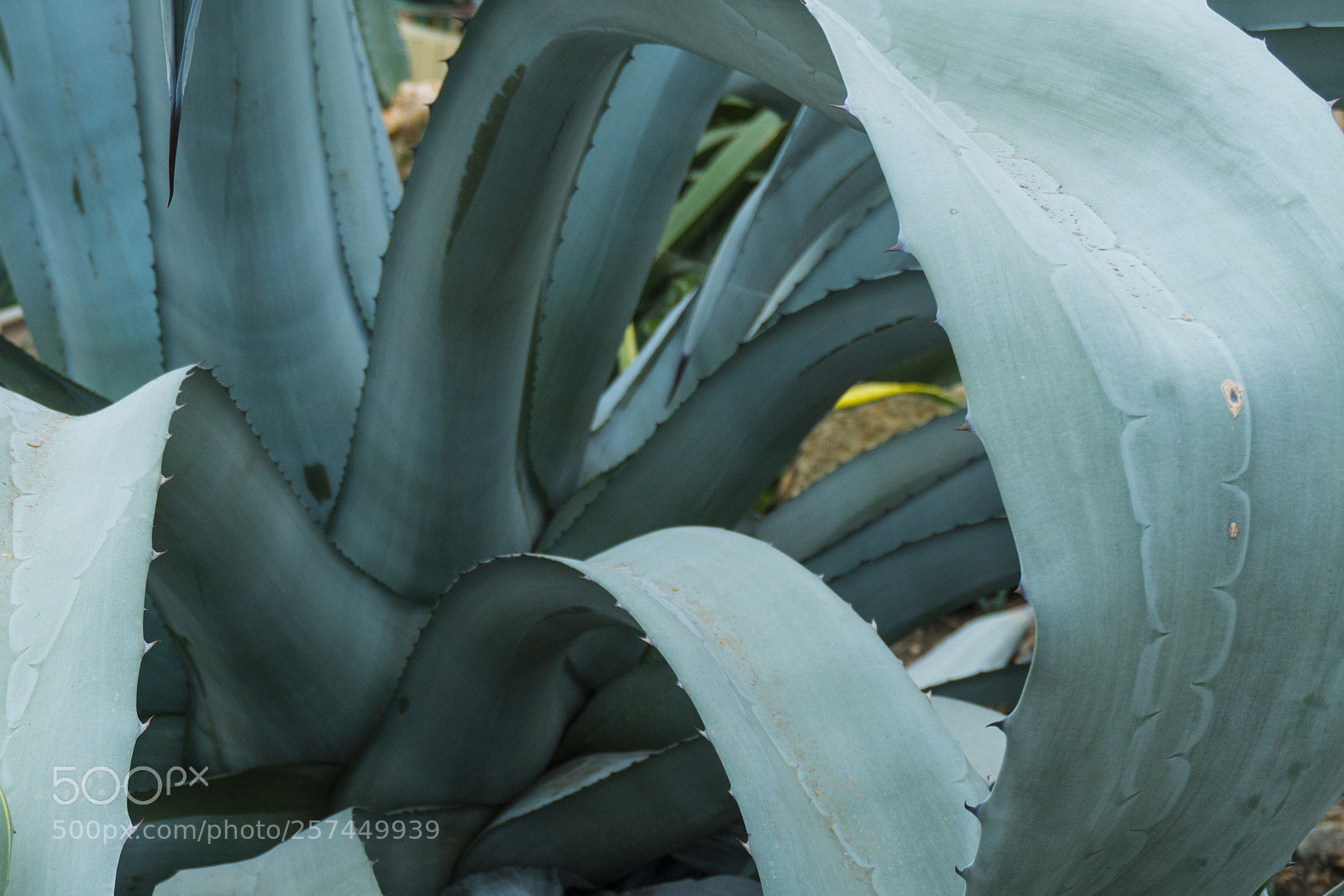 Sony a6300 sample photo. Close up of cactus photography