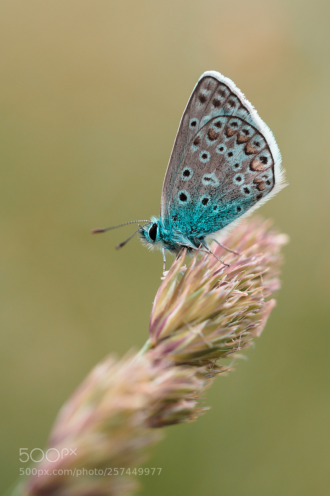 Olympus OM-D E-M1 Mark II sample photo. Common blue photography