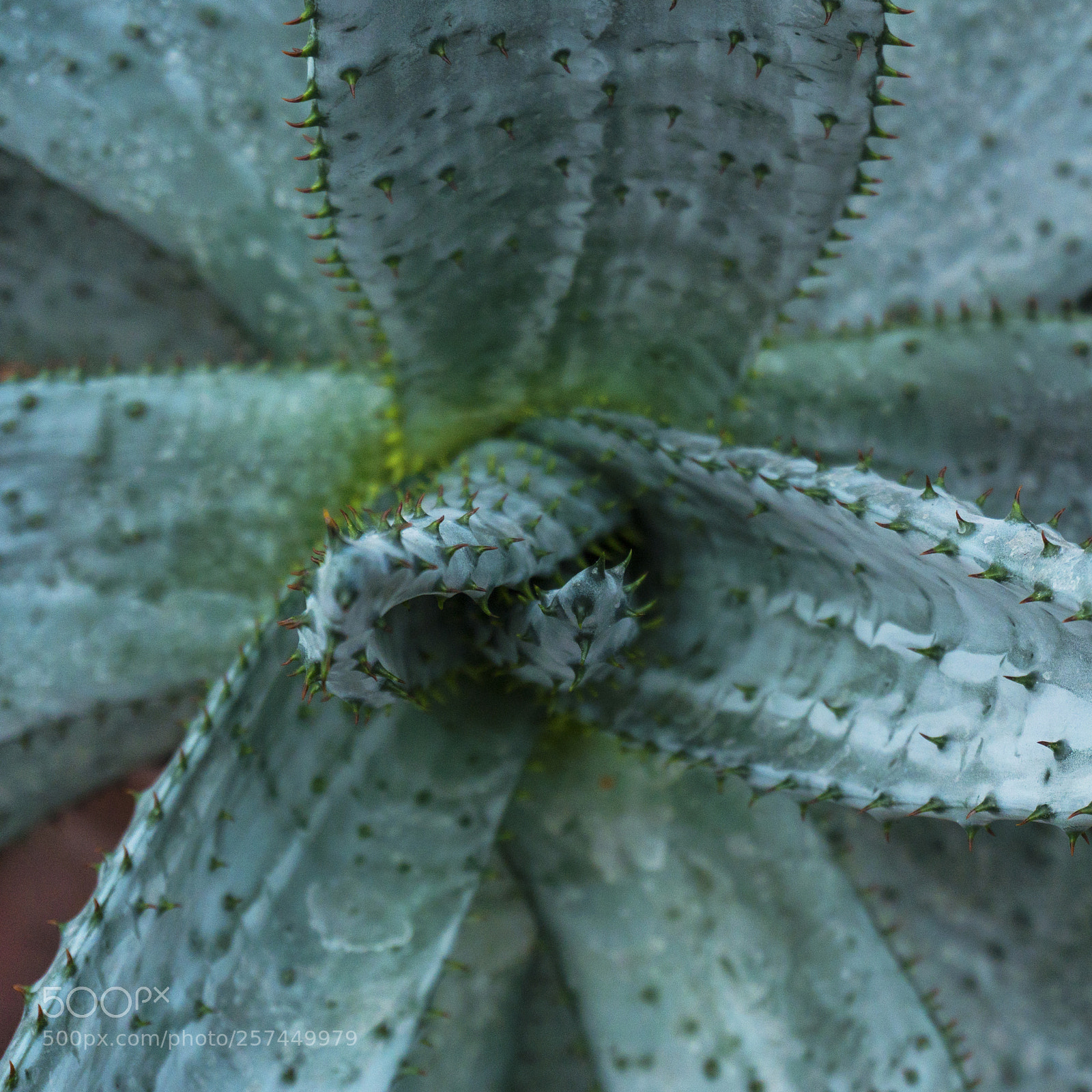 Sony a6300 sample photo. Close up of cactus photography