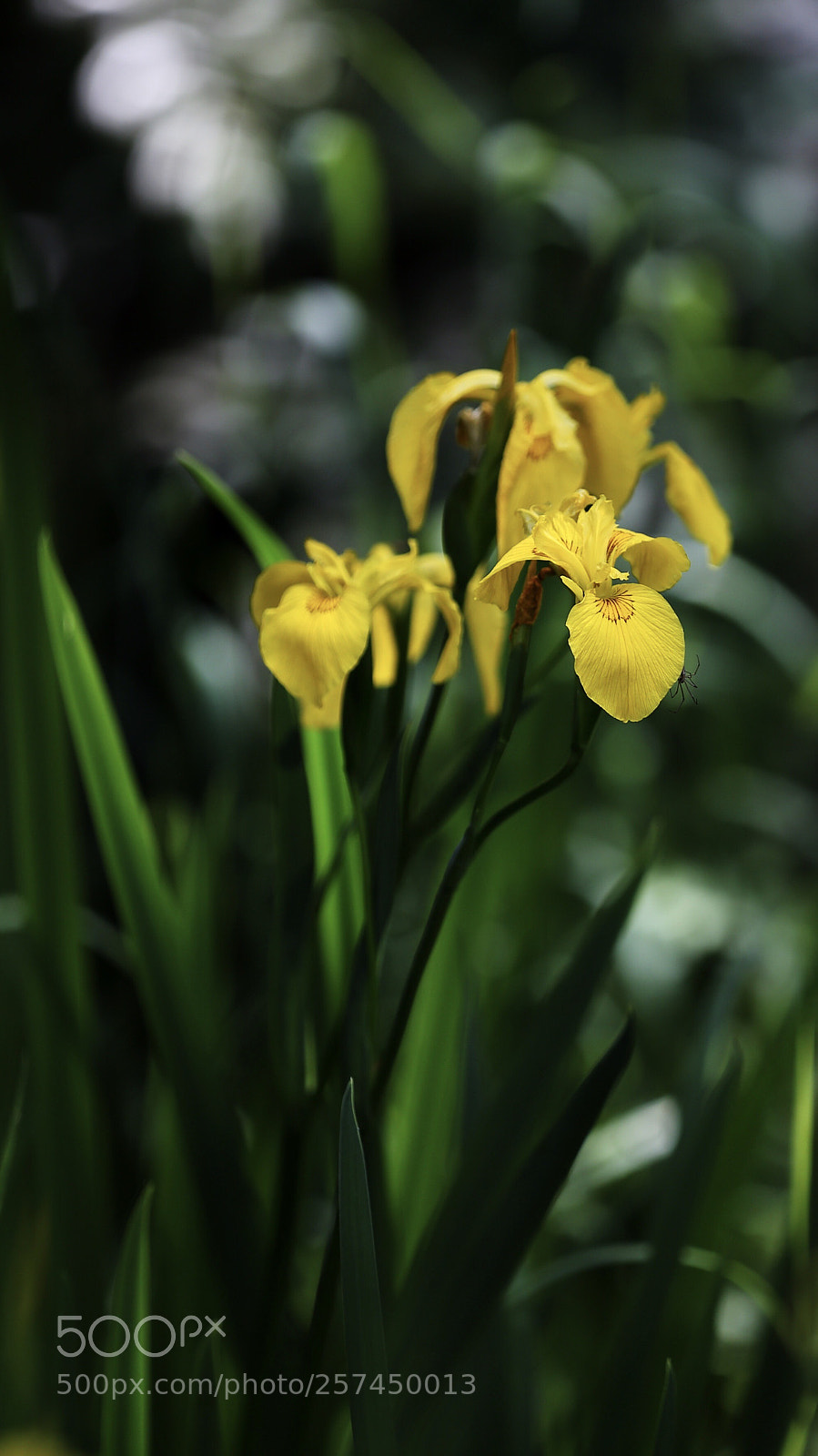 Canon EOS 6D sample photo. Iris photography