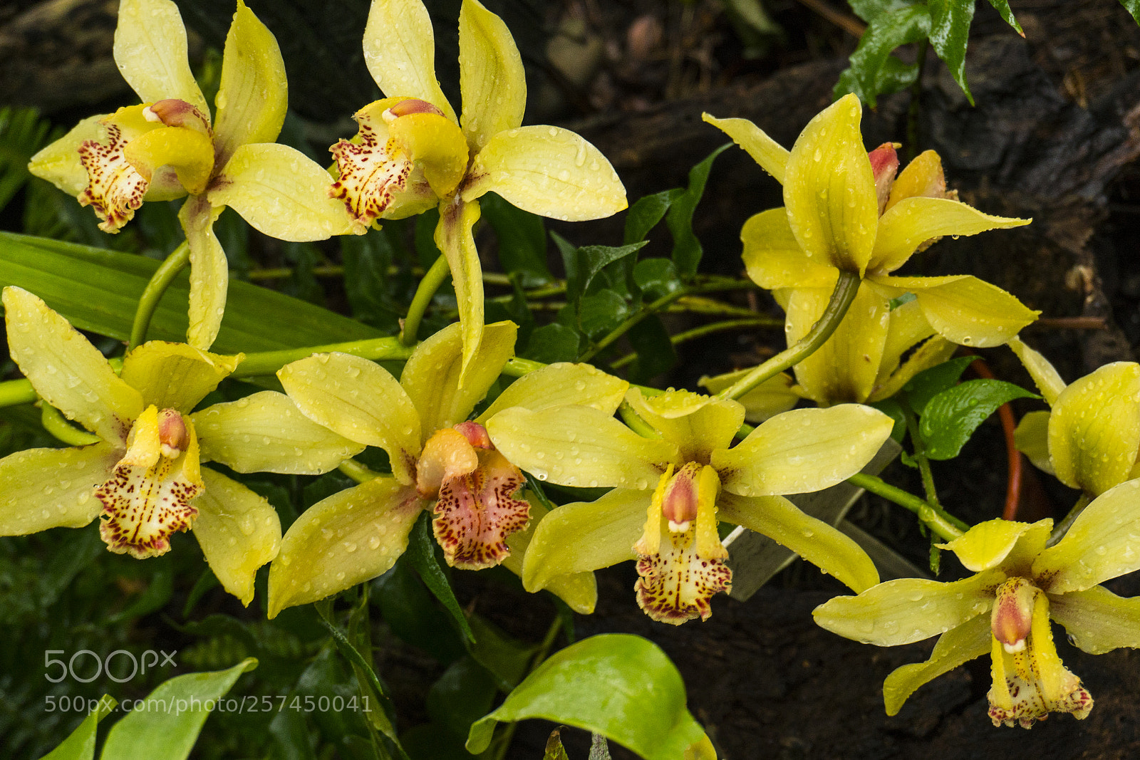 Sony a6300 sample photo. Colorful wild yellow orchids photography