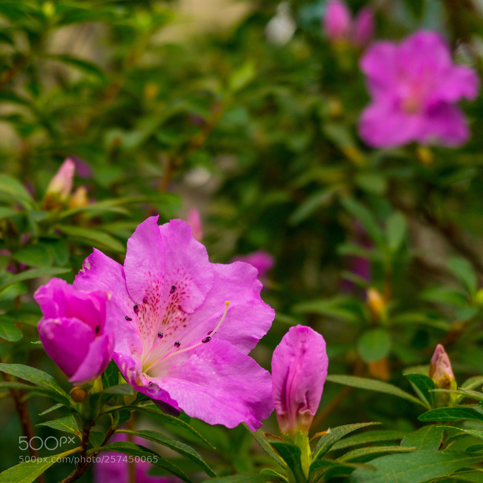 Sony a6300 sample photo. Colorful wild pink flowers photography