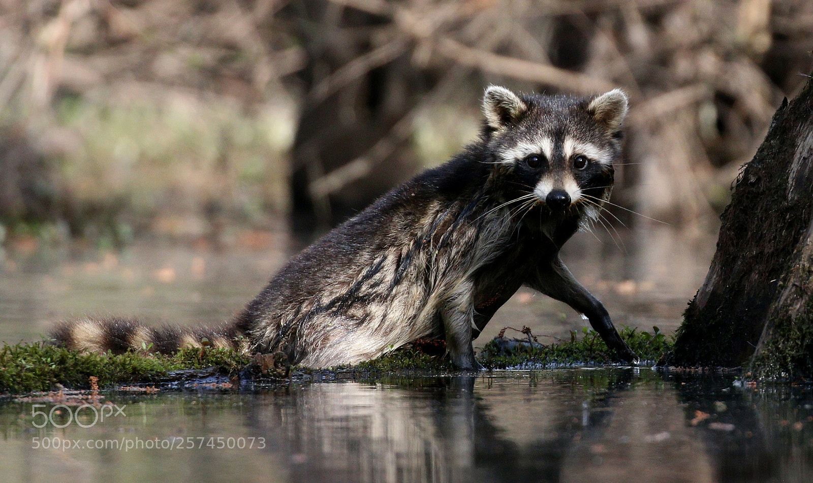 Canon EOS 70D sample photo. Raccoon photography