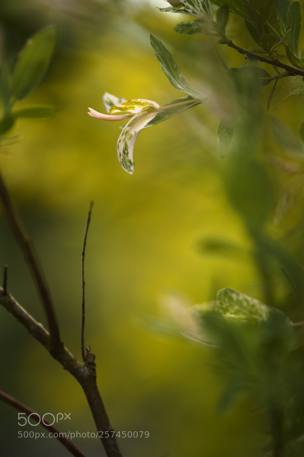 Nikon D3 sample photo. Onlycolors photography