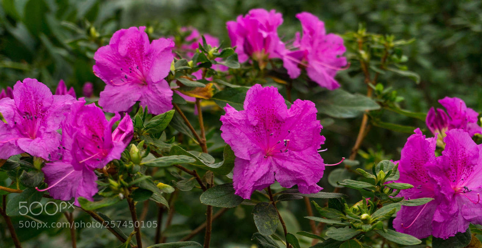 Sony a6300 sample photo. Colorful wild pink flowers photography
