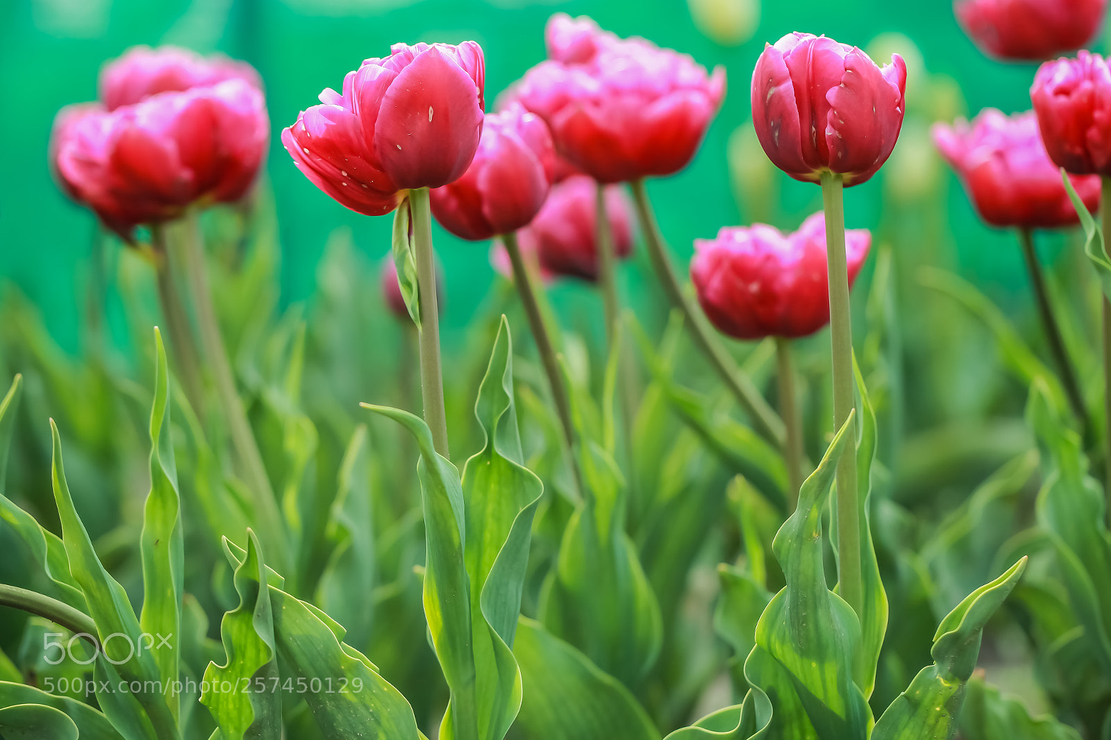 Canon EOS 5D Mark II sample photo. Little hearts photography