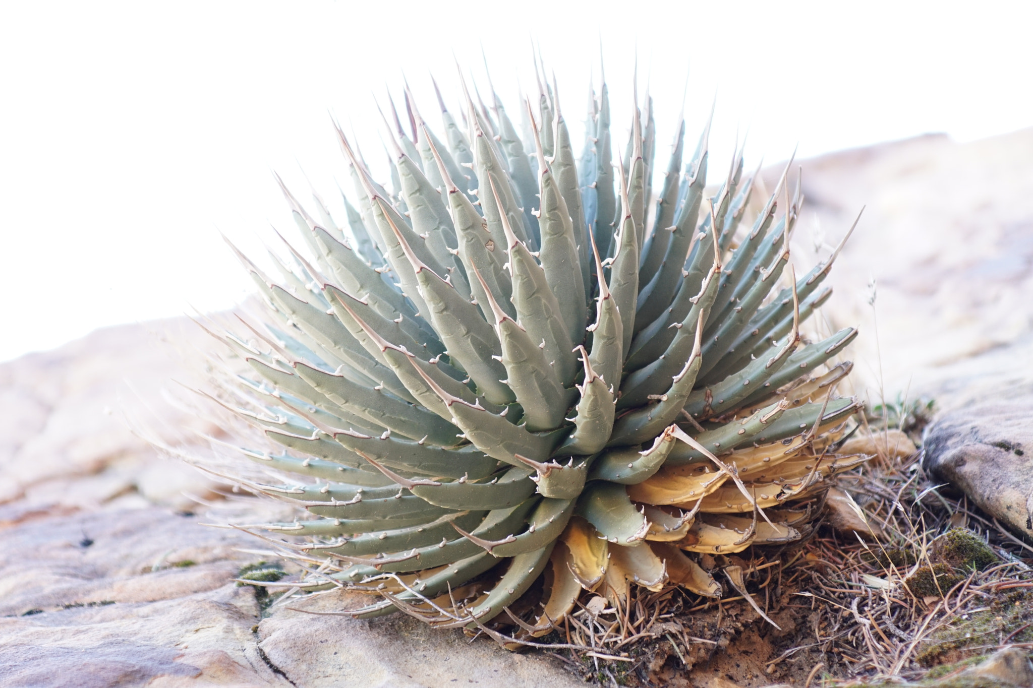Sony ILCA-77M2 sample photo. Desert.nevada photography