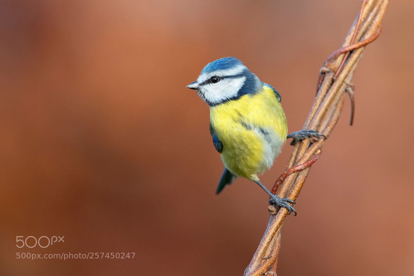 Nikon D850 sample photo. Blue tit photography