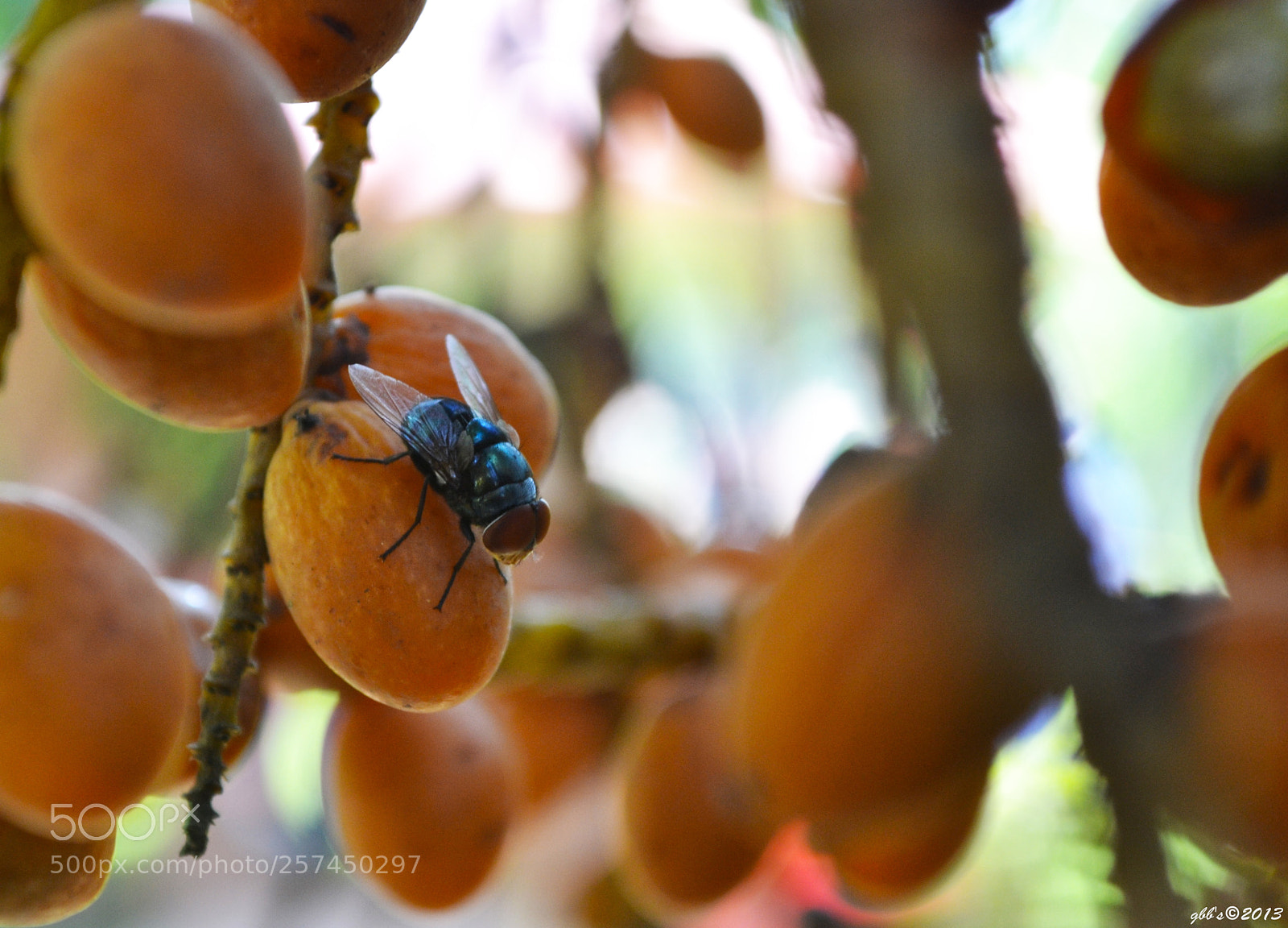 Nikon D3100 sample photo. A lot to eat photography