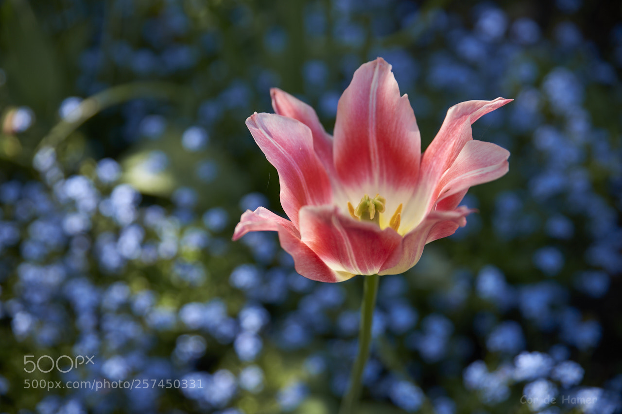 Sony SLT-A99V sample photo. Tulip on a bed photography