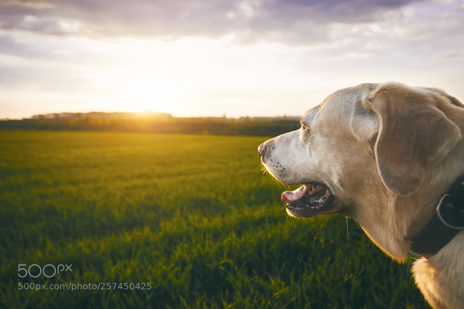 Canon EOS 5D Mark IV sample photo. Happy dog at the photography
