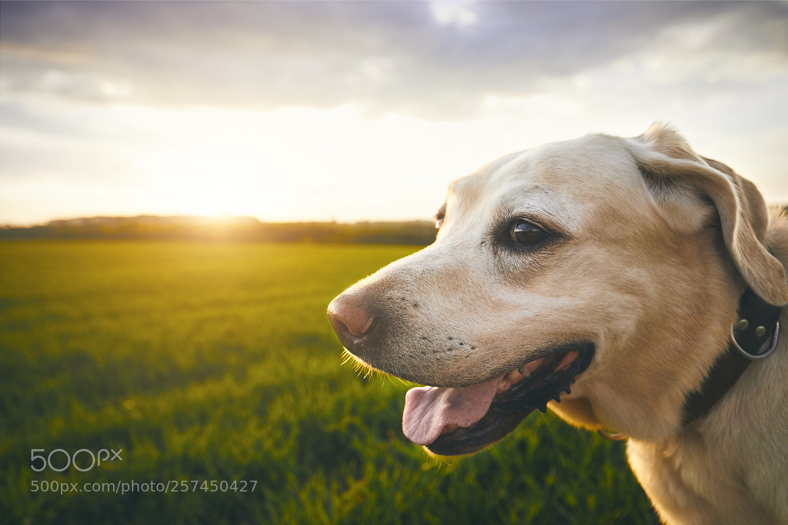 Canon EOS 5D Mark IV sample photo. Happy dog at the photography