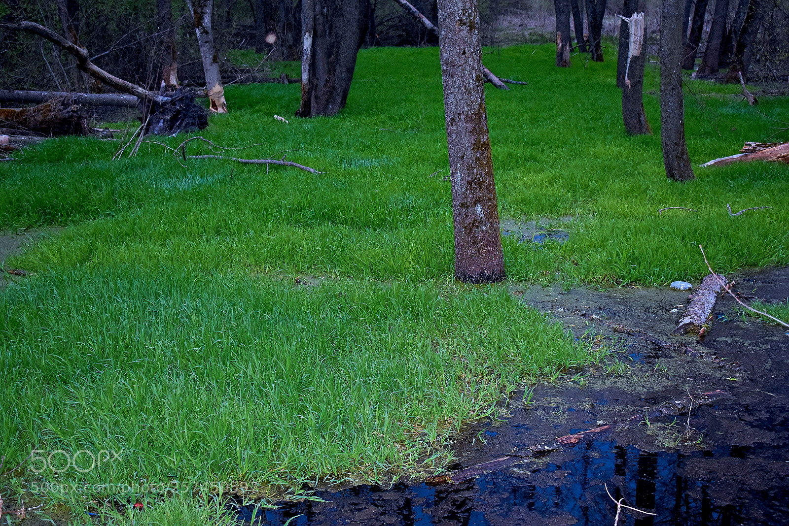 Nikon D3400 sample photo. Зеленый ковер. photography
