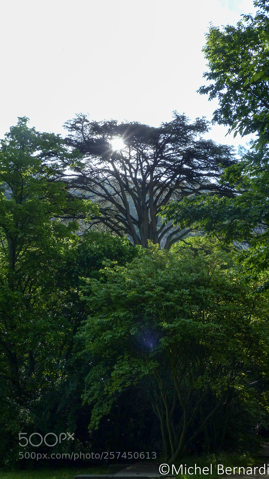 Panasonic Lumix DMC-FZ200 sample photo. P photography