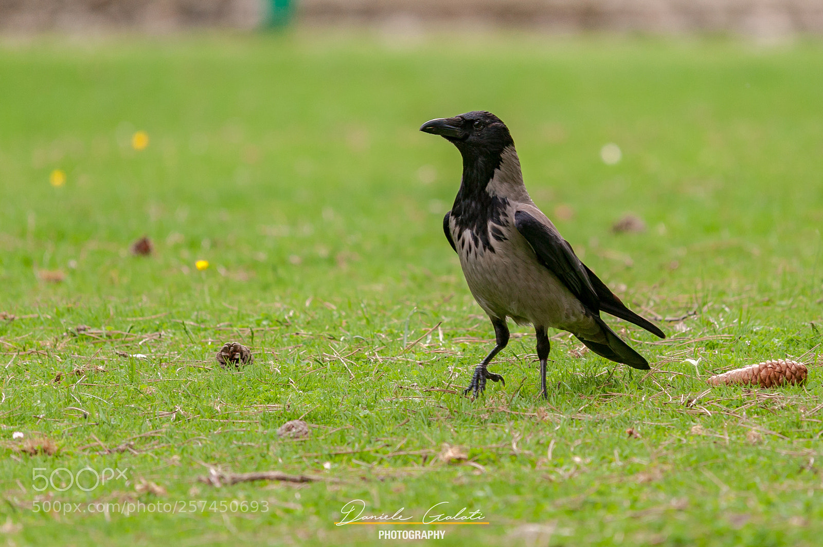 Nikon D700 sample photo. Corvus cornix photography