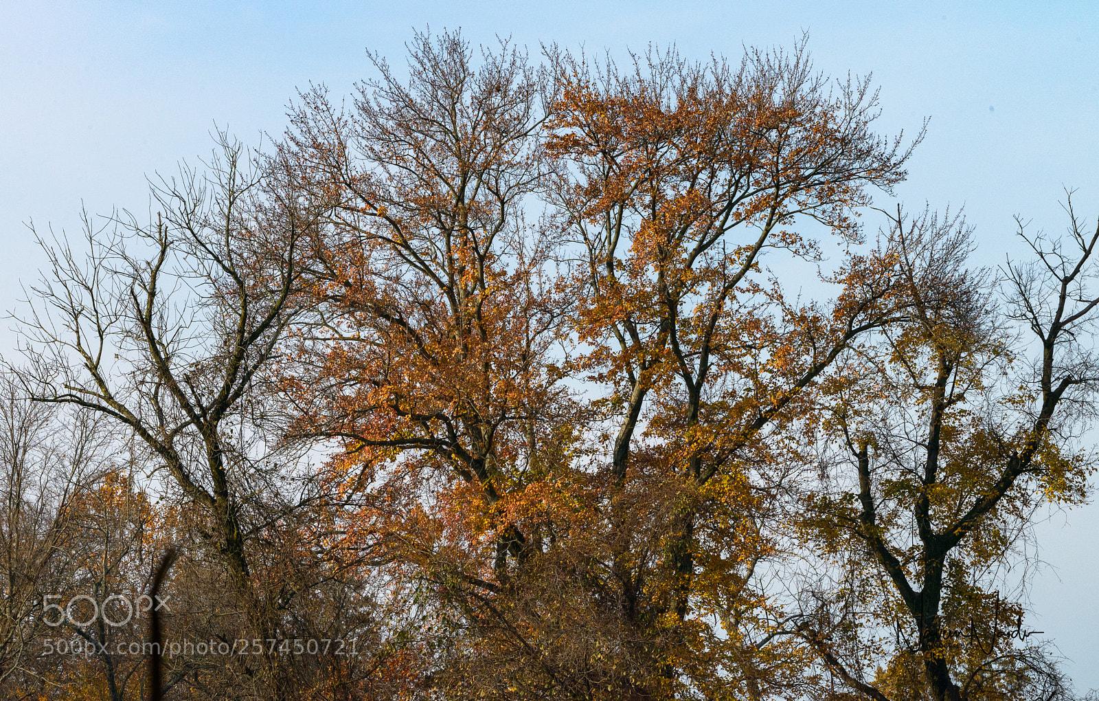 Nikon D800 sample photo. Fall tree photography